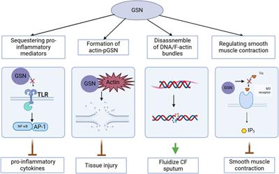 The therapeutic potential of gelsolin in attenuating cytokine storm, ARDS, and ALI in severe COVID-19